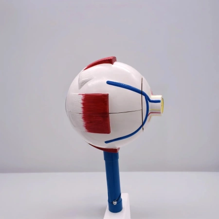 Модель «Зрение» (на батарейках)